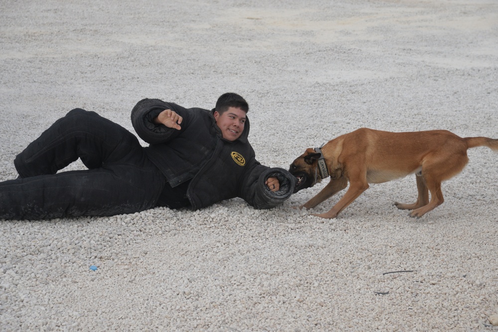 Military Working Dog Demo