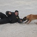 Military Working Dog Demo