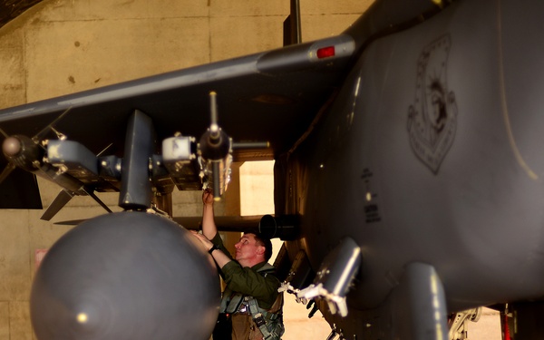 Panthers Pride of Juniper Falcon