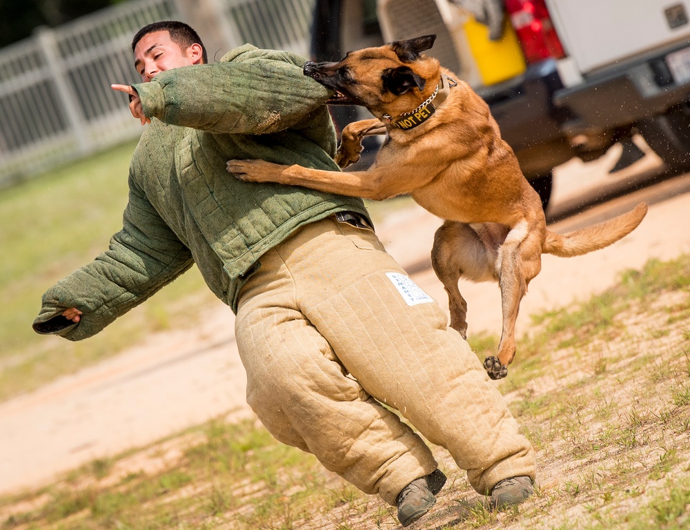 Military Working Dog demo 2017