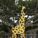 Largest, tallest, oldest animals at Kadena Elementary