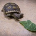 NREA rescues injured tortoises