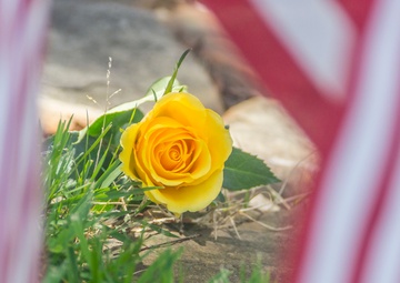 Memorial Day flower framed by flags