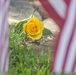 Memorial Day flower framed by flags