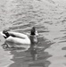 Misc. - People