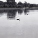 Misc. - People