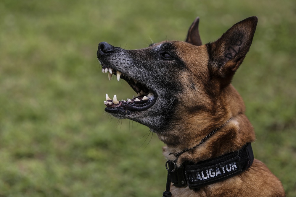 Devil Dog Training