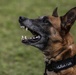 Devil Dog Training