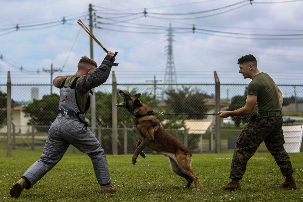 Devil Dog Training