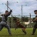 Devil Dog Training