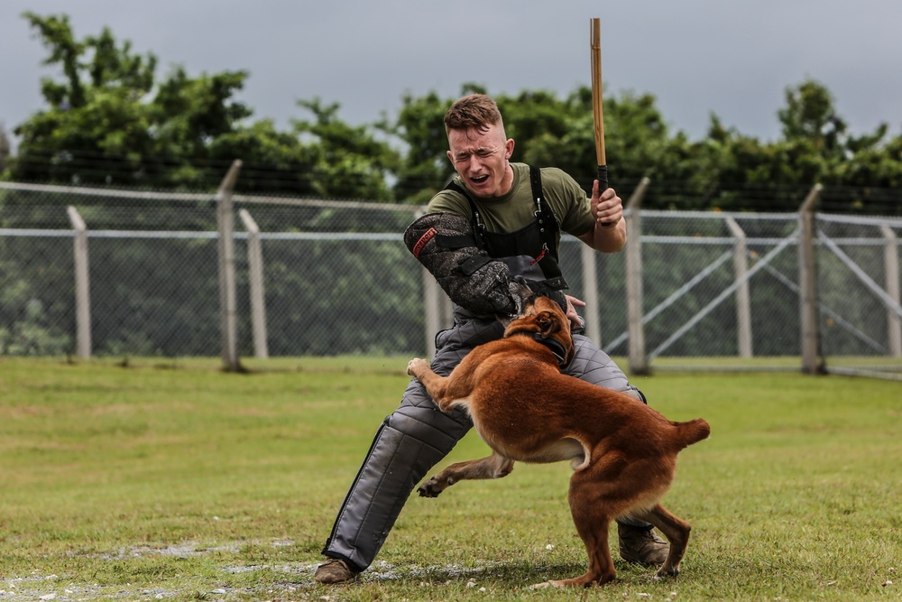 Devil Dog Training