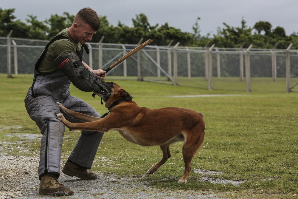Devil Dog Training
