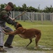 Devil Dog Training