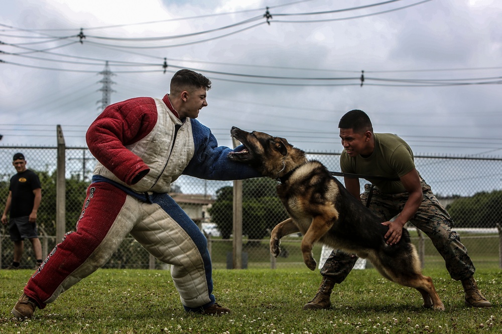 Devil Dog Training