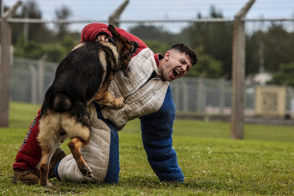 Devil Dog Training