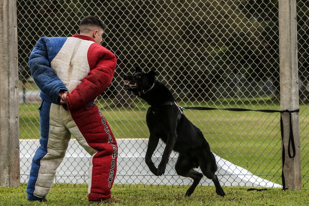 Devil Dog Training