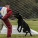 Devil Dog Training
