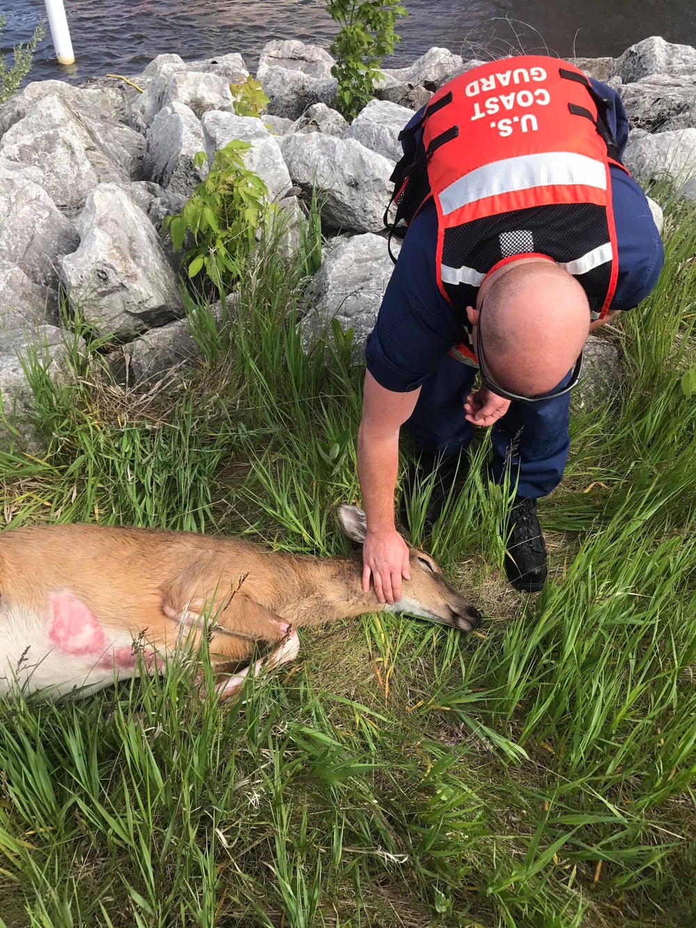Station Manistee rescues deer