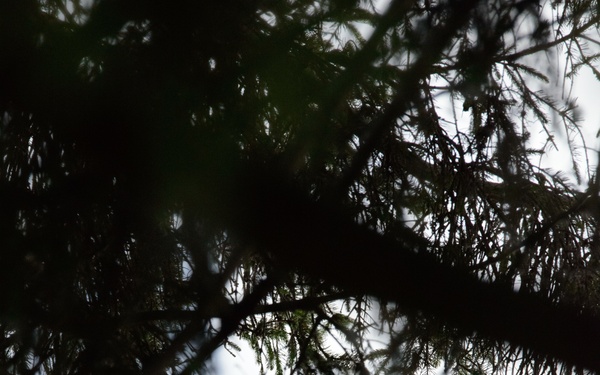 Volunteers band, count Protected Birds on Chièvres Air Base