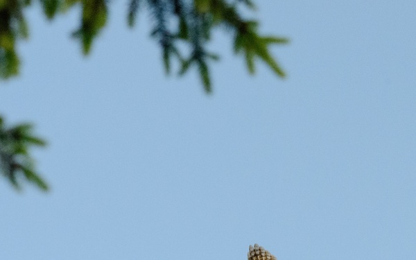 Volunteers band, count Protected Birds on Chièvres Air Base