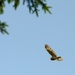 Volunteers band, count Protected Birds on Chièvres Air Base