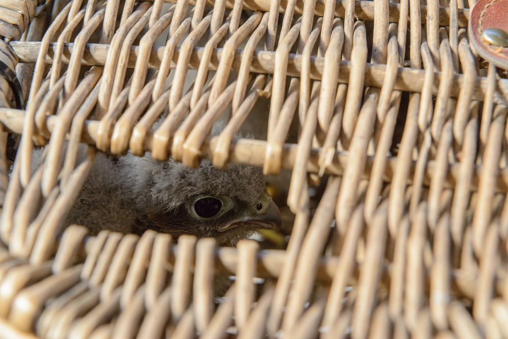 Volunteers band, count Protected Birds on Chièvres Air Base