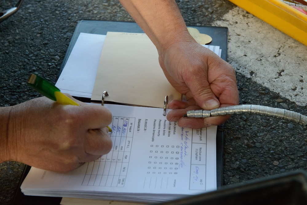 Volunteers band, count Protected Birds on Chièvres Air Base