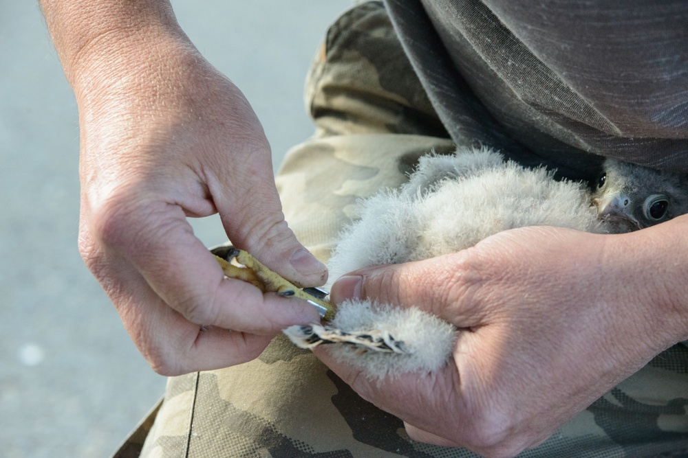 Volunteers band, count Protected Birds on Chièvres Air Base