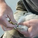 Volunteers band, count Protected Birds on Chièvres Air Base