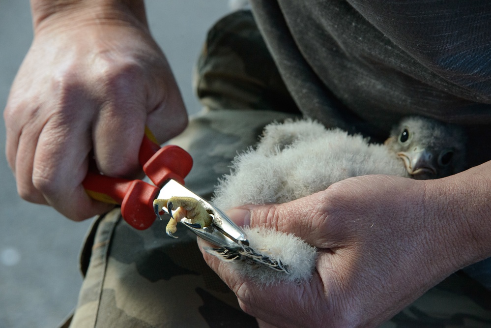 Volunteers band, count Protected Birds on Chièvres Air Base