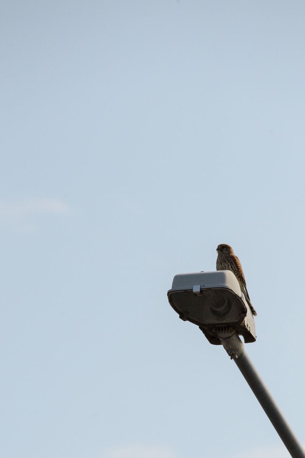 Volunteers band, count Protected Birds on Chièvres Air Base