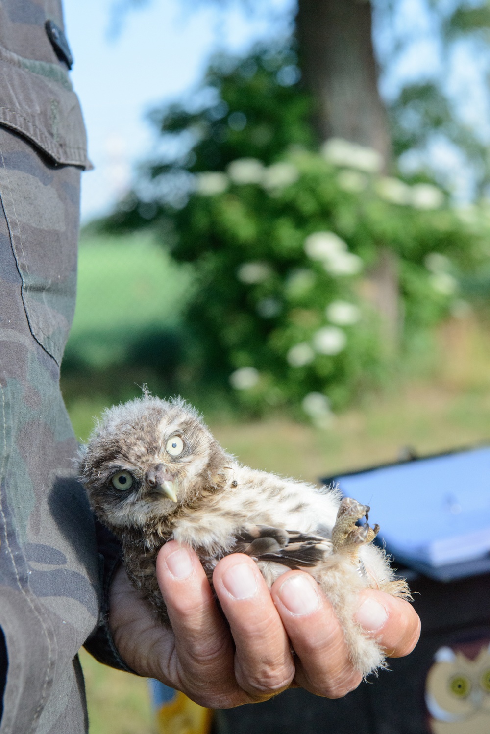 Volunteers band, count Protected Birds on Chièvres Air Base