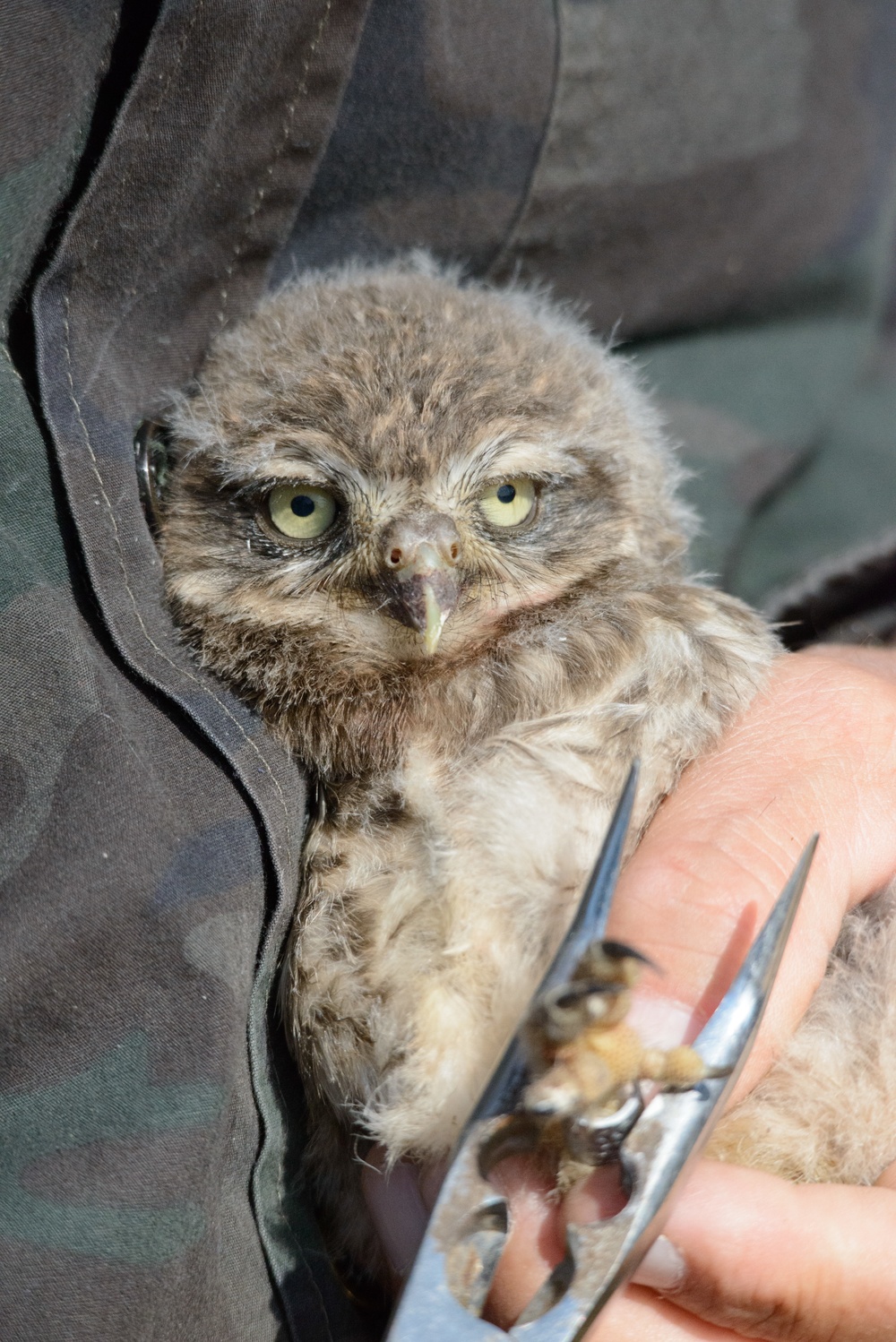 Volunteers band, count Protected Birds on Chièvres Air Base