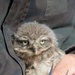 Volunteers band, count Protected Birds on Chièvres Air Base