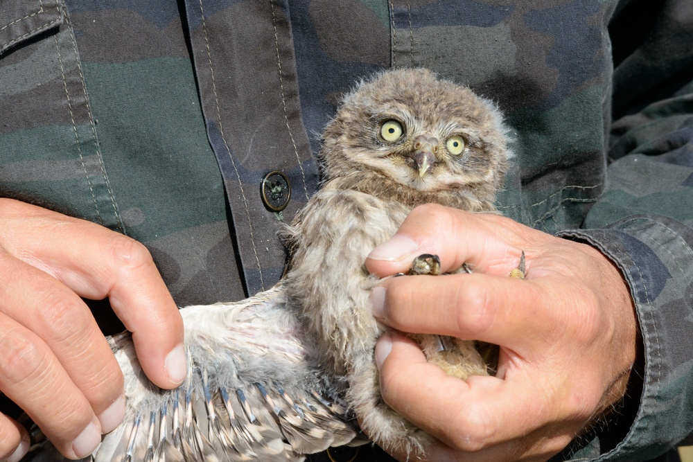 Volunteers band, count Protected Birds on Chièvres Air Base