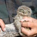 Volunteers band, count Protected Birds on Chièvres Air Base