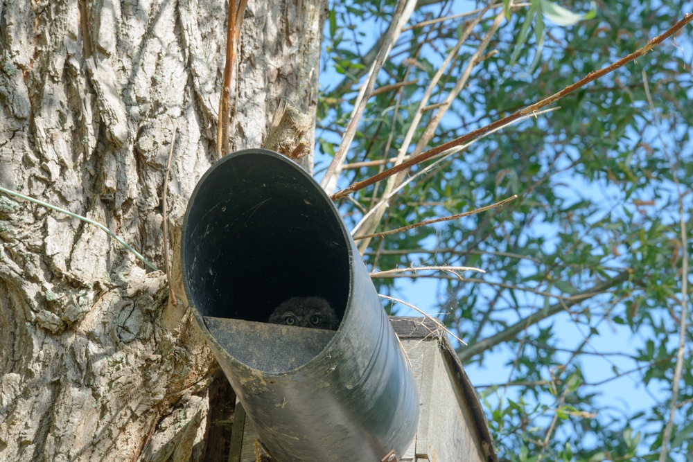 Volunteers band, count Protected Birds on Chièvres Air Base