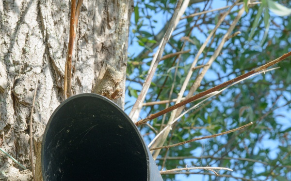 Volunteers band, count Protected Birds on Chièvres Air Base