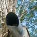 Volunteers band, count Protected Birds on Chièvres Air Base