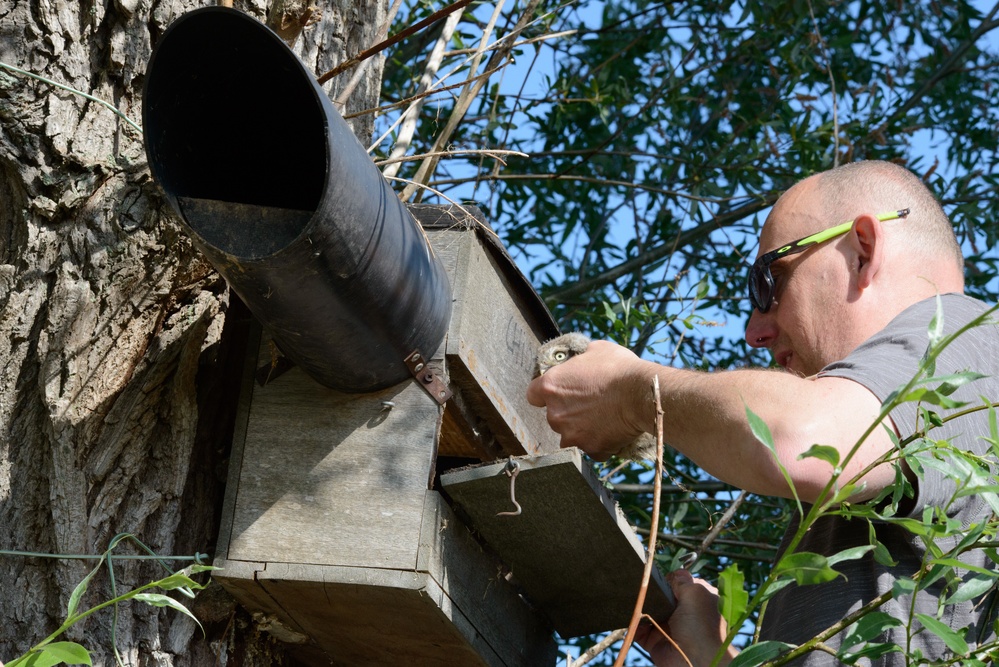 Volunteers band, count Protected Birds on Chièvres Air Base