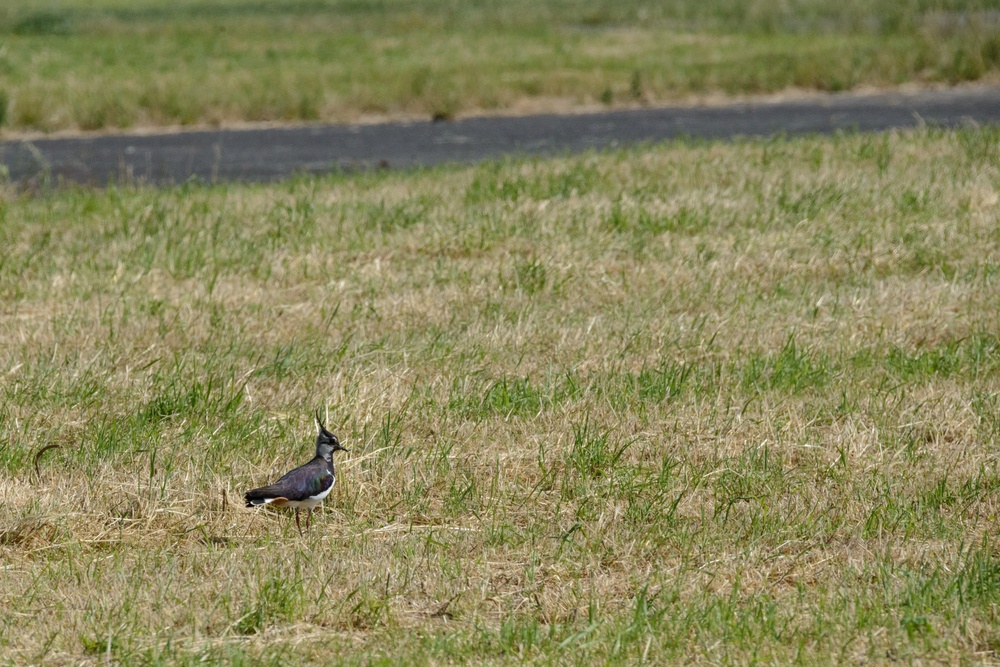 Volunteers band, count Protected Birds on Chièvres Air Base