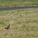 Volunteers band, count Protected Birds on Chièvres Air Base