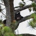 Bears sniff their way to Hurlburt playground