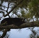 Bears sniff their way to Hurlburt playground