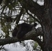 Bears sniff their way to Hurlburt playground