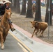 San Diego County Fair Cattle Drive