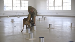 CPEN Hosts ATF lead canine training