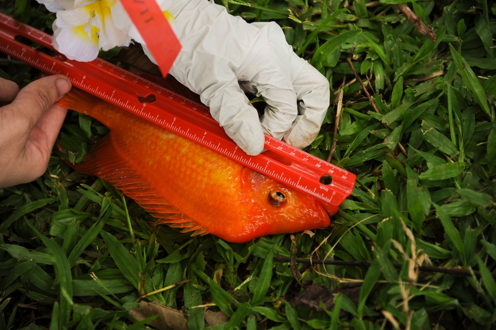 Keiki compete for biggest catch Keiki compete for biggest catch