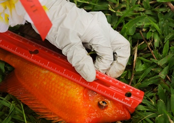 Keiki compete for biggest catch