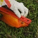 Keiki compete for biggest catch